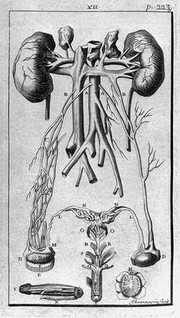 L'anatomie de l'homme, suivant la circulation du sang, et les dernieres découvertes, démontrée au Jardin Royal / [Pierre Dionis].