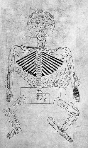 view Human skeleton with anatomical labels, Persian, 1893