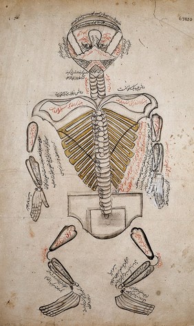 A skeleton. Watercolour drawing by a Persian artist.