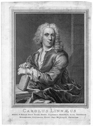 Carolus Linnaeus. Line engraving by P. Tanjé after C.A. Ehrensverd.