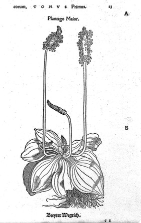 Herbarum vivae ei coneb [sic, i.e. eicones] ad naturae imitationem, summa cum diligentia et artificio effigiatae, unà cum effectibus earundem, in gratiam veteris illius, & jamjam renascentis herbariae medicinae ... recens editae MDXXX. Quibus adjecta ad calem, appendix isagogica de usu et administratione simplicium ... / [Otto Brunfels].