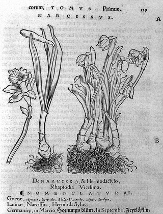 Herbarum vivae ei coneb [sic, i.e. eicones] ad naturae imitationem, summa cum diligentia et artificio effigiatae, unà cum effectibus earundem, in gratiam veteris illius, & jamjam renascentis herbariae medicinae ... recens editae MDXXX. Quibus adjecta ad calem, appendix isagogica de usu et administratione simplicium ... / [Otto Brunfels].