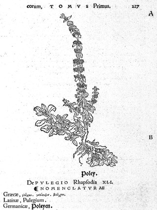 Herbarum vivae ei coneb [sic, i.e. eicones] ad naturae imitationem, summa cum diligentia et artificio effigiatae, unà cum effectibus earundem, in gratiam veteris illius, & jamjam renascentis herbariae medicinae ... recens editae MDXXX. Quibus adjecta ad calem, appendix isagogica de usu et administratione simplicium ... / [Otto Brunfels].
