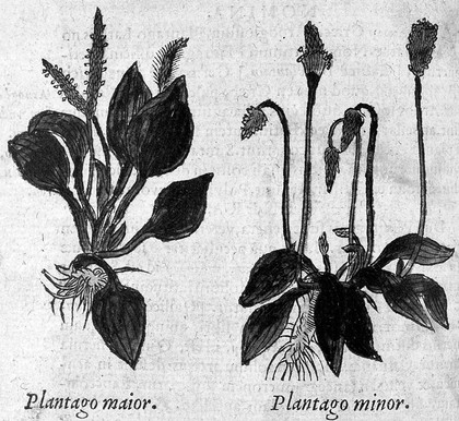 Plantago, major and minor, "De historia stirpium..." Fuchs, 1549