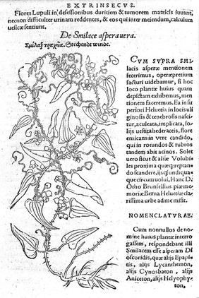 De stirpium, maxime earum, quae in Germania nostra nascuntur, usitatis nomenclaturis, propriisque, differentiis, neque non temperaturis ac facultatibus, commentariorum libri tres / germanica primum lingua conscripti, nunc in latinam conversi, interprete Davide Kybero. His accesserunt ... praefationes duae altera D. Conradi Gesneri ... rei herbariae scriptorum ... catalogum complectens: altera ipsius authoris, herbariae cognitionis laudes ... continens. Praeterea ... adjectus est Benedicti Textoris Segusiani de stirpum differentiis, ex Dioscoride secundum locos communes, libellus.