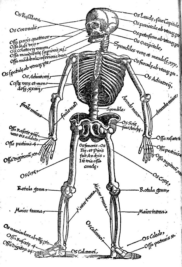 Skeleton with Latin key to names of bones. | Wellcome Collection