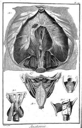 [Encyclopédie, ou dictionnaire raisonné des sciences, des arts et des métiers] / par une sociéte de gens de lettres. Recueil de planches sur les sciences, les arts libéraux et les arts méchaniques, avec leur explication. [Anon].