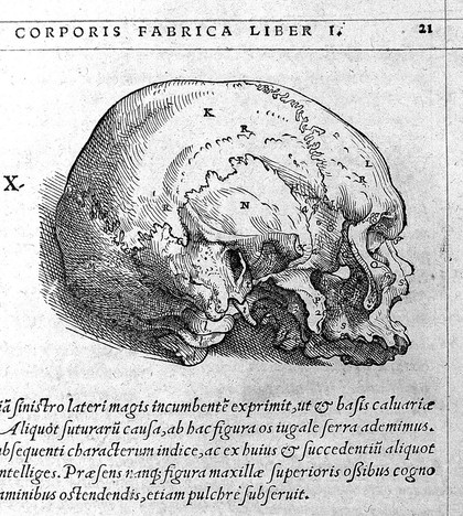 Osteology from Vesalius' De Humani Corporis Fabrica