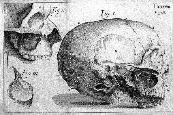 Anthropologia nova, or, a new system of anatomy. Describing the animal oeconomy, and a short rationale of many distempers incident to human bodies : in which are inserted divers anatomical discoveries, and medicinal observations, with the history of the parts illustrated with above fourscore figures, drawn after the life and to every chapter a syllabus of the parts describ'd, for the instruction of young anatomists / by James Drake ... [Appendix].