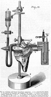 Ludwig and Coats'a frog-heart apparatus.