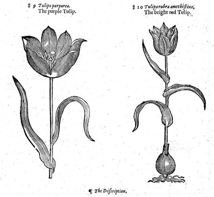 The herball or, generall historie of plantes / Gathered by John Gerarde ... Very much enlarged and amended by Thomas Johnson.