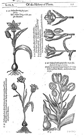 The herball or, generall historie of plantes / Gathered by John Gerarde ... Very much enlarged and amended by Thomas Johnson.