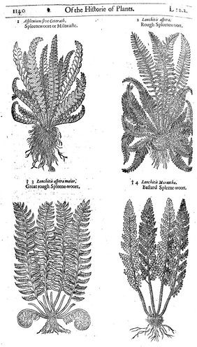 The herball or, generall historie of plantes / Gathered by John Gerarde ... Very much enlarged and amended by Thomas Johnson.
