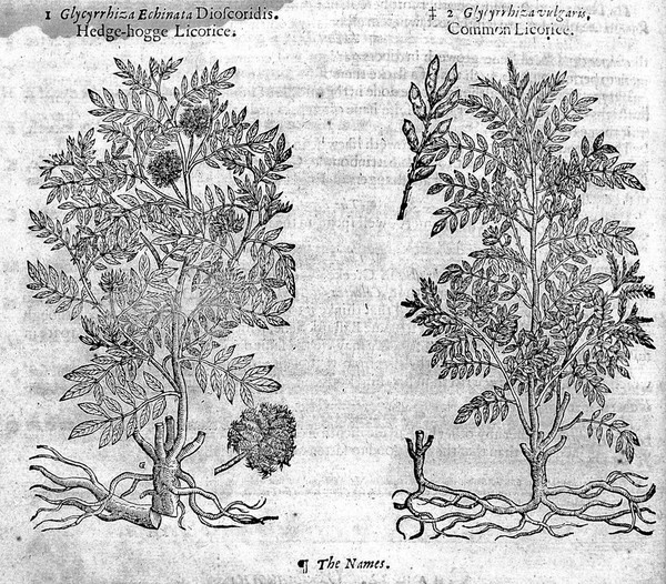 The herball or, generall historie of plantes / Gathered by John Gerarde ... Very much enlarged and amended by Thomas Johnson.