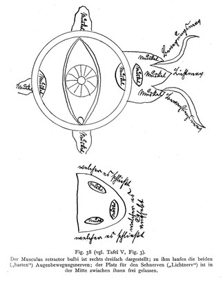Ophtalmology: Anatomy of the eye: 9th century.