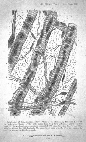 view Finest nucleated nerve fibres