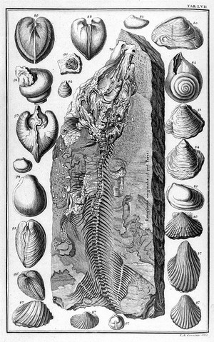 view Fossils; Scheuchzer