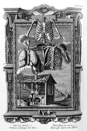 Scheuchzer, 1731-33: lungs