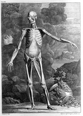 Tables of the skeleton and muscles of the human body ... / Translated from the Latin.