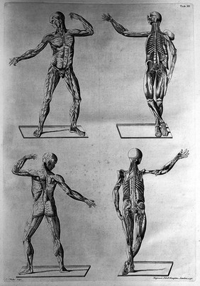 Tables of the skeleton and muscles of the human body ... / Translated from the Latin.