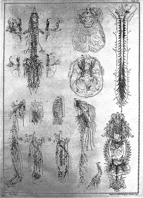 Tables of the skeleton and muscles of the human body ... / Translated from the Latin.