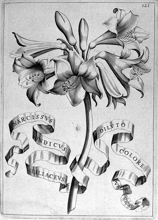 Flora, seu de florum cvltvra lib. IV / [Giovanni Battista Ferrari].