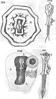 Marcelli Malpighii ... Anatome plantarum. Cui subjungitur appendix, iteratas et auctas ejusdem authoris de ovo incubato observationes continens / Regiae Societati, Londini ad scientiam naturalem promovendam institutae dicata.