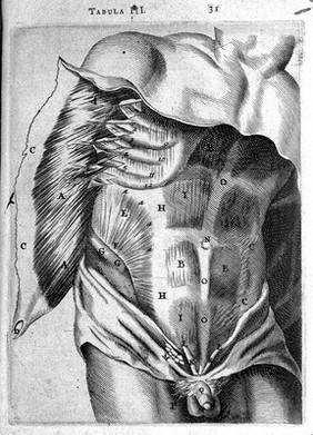 T. Bartholin, bauchmuskeln