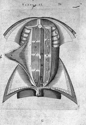 T. Bartholin, recti abdominis muscili