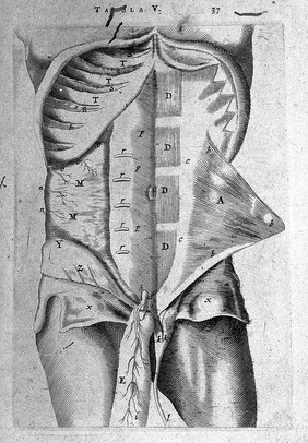 T. Bartholin, musculum abdominis.