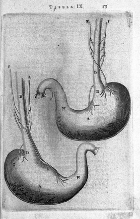 T. Bartholin, nerui stomachici