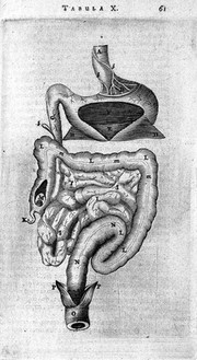 T. Bartholin, ventriculus apertus