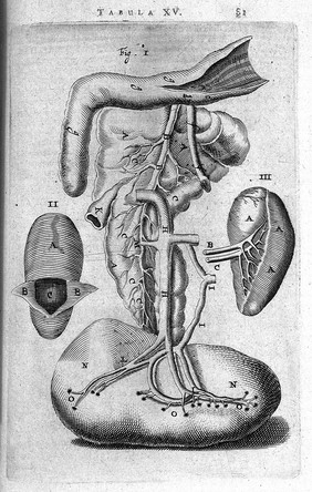 T. Bartholin, pancrealis corpus.