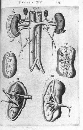 T. Bartholin, renes & ingressus vasorum...