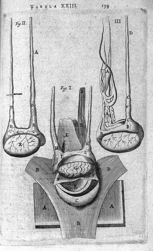 view T. Bartholin, testium tunica, substantia and