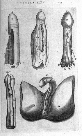 T. Bartholin, penis parles omnes