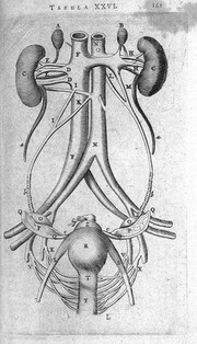 T. Bartholin, parles muliebres generationi..