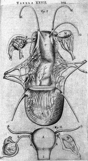 view T. Bartholin, uterus