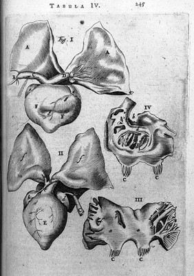 T. Bartholin, cordis systolen in animali...