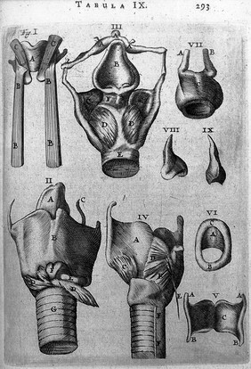 T. Bartholin, larynx cum suis musculis et...