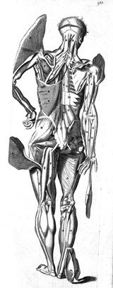 T. Bartholin, omnes corporis aliquot...