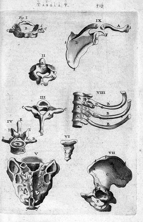 T. Bartholin, vertebras aliquot os sacrum.