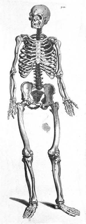 view T. Bartholin, sceleton