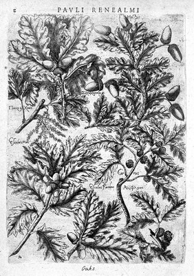 Specimen historiae plantarum. Plantae typis aeneis expressae / [Paul de Reneaulme].