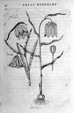 Specimen historiae plantarum. Plantae typis aeneis expressae / [Paul de Reneaulme].