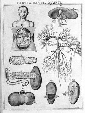 Syntagma anatomicum. Locis plurimis actum, emendatum ... / [Johann Vesling].