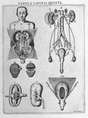 Syntagma anatomicum. Locis plurimis actum, emendatum ... / [Johann Vesling].