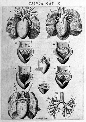 Syntagma anatomicum. Locis plurimis actum, emendatum ... / [Johann Vesling].