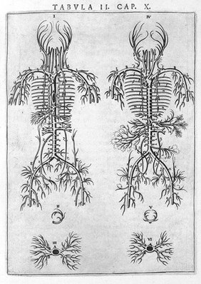 Syntagma anatomicum. Locis plurimis actum, emendatum ... / [Johann Vesling].