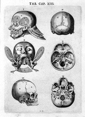 Syntagma anatomicum. Locis plurimis actum, emendatum ... / [Johann Vesling].